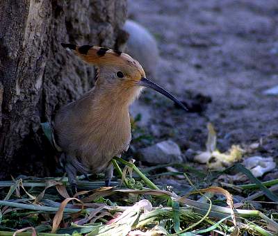 Kairen's_Tibet_64_2001-09-26 07.12.12 IMG_4663.JPG